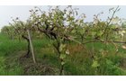Van Buren County, Michigan farmland - LAND AUCTION - 194+/- ACRES OFFERED IN 5 TRACTS IN VAN BUREN COUNTY, MICHIGAN